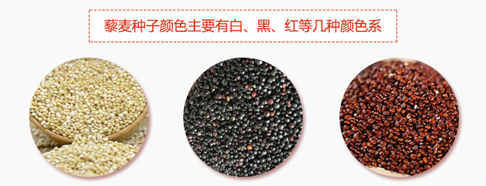 藜麥種子顏色主要有白、黑、紅等幾種顏色系，營養(yǎng)成分相差不大，其中白色口感好，黑、紅色口感相對差些，籽粒也較小。