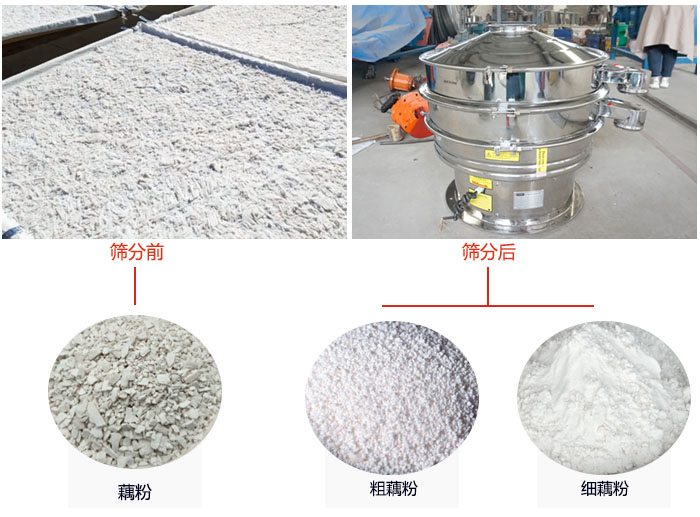 蓮藕淀粉曬干，采用304不銹鋼材質(zhì)藕粉振動(dòng)篩篩分后前后對(duì)比效果圖展示。