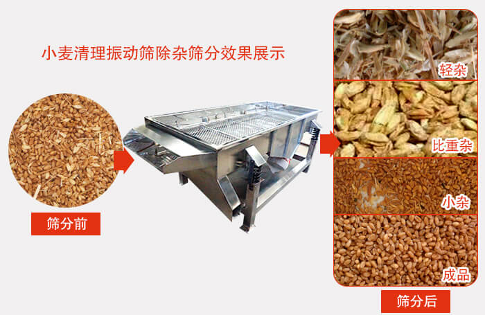 小麥清理振動篩小麥篩分效果展示圖可同時篩分出輕雜，比重雜，小雜，成品等四個等級。
